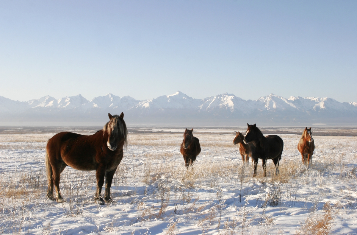 Фото В Бурятии судебные приставы взыскали компенсацию ущерба за украденных лошадей 