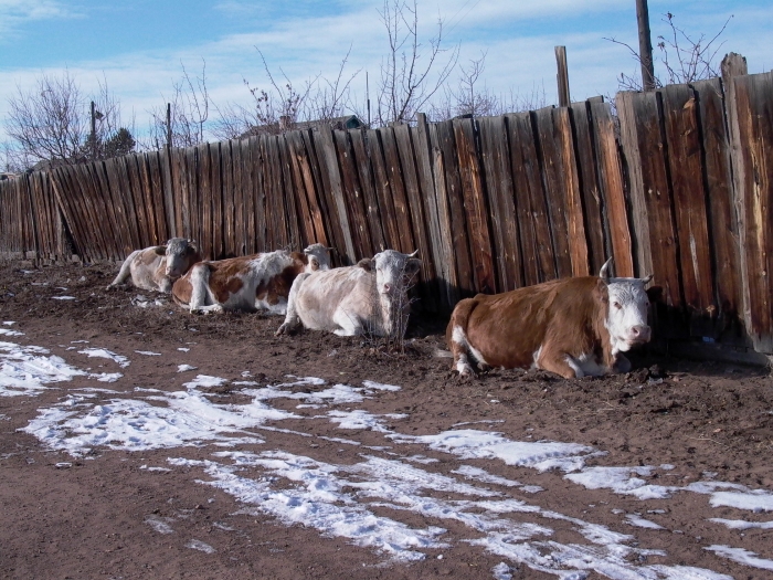 Фото В Бурятии участились случаи наездов на коней и коров