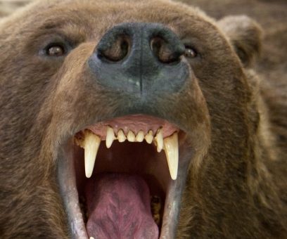 Фото В Баргузинском заповеднике Бурятии проснулись медведи