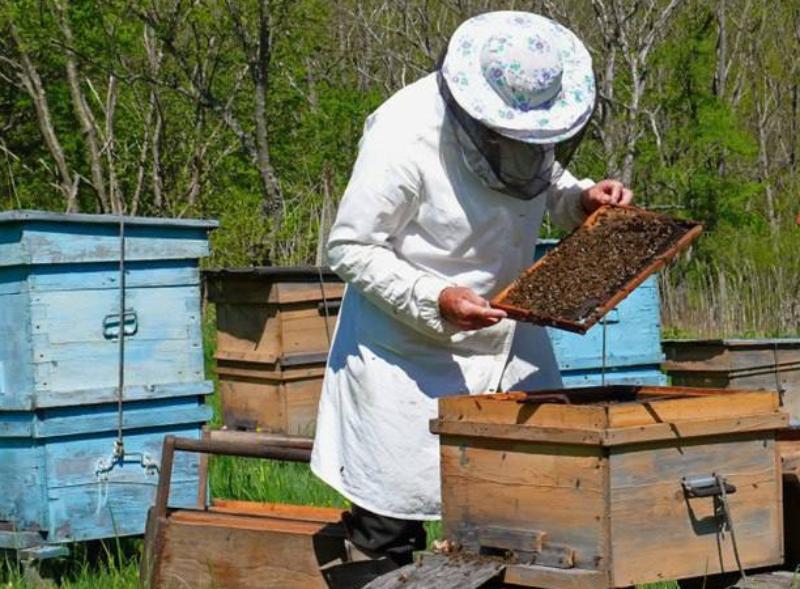 Фото Жителей Бурятии приглашают на курсы по пчеловодству 
