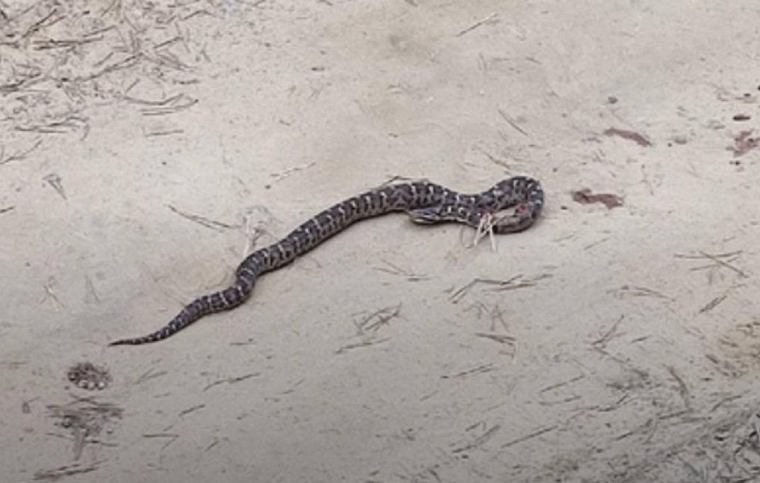 Фото В Заиграевском районе Бурятии сельчане повстречали большую змею