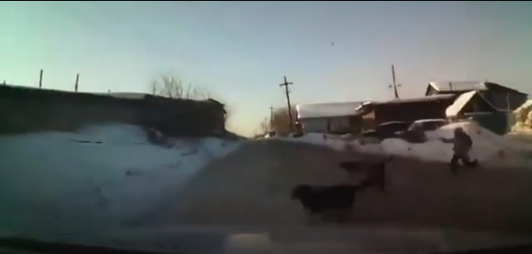 Фото В Иркутской области водитель спас девочку от своры собак (ВИДЕО)