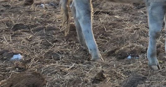 Фото Скотомогильник в районе Бурятии не прошел проверку Россельхознадзора