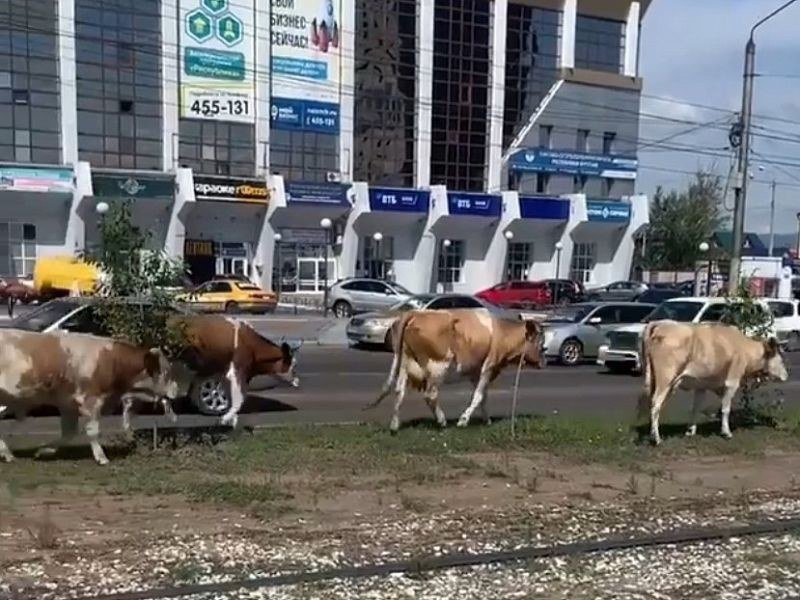 Фото В Улан-Удэ утвердили порядок действий в отношении безнадзорного скота