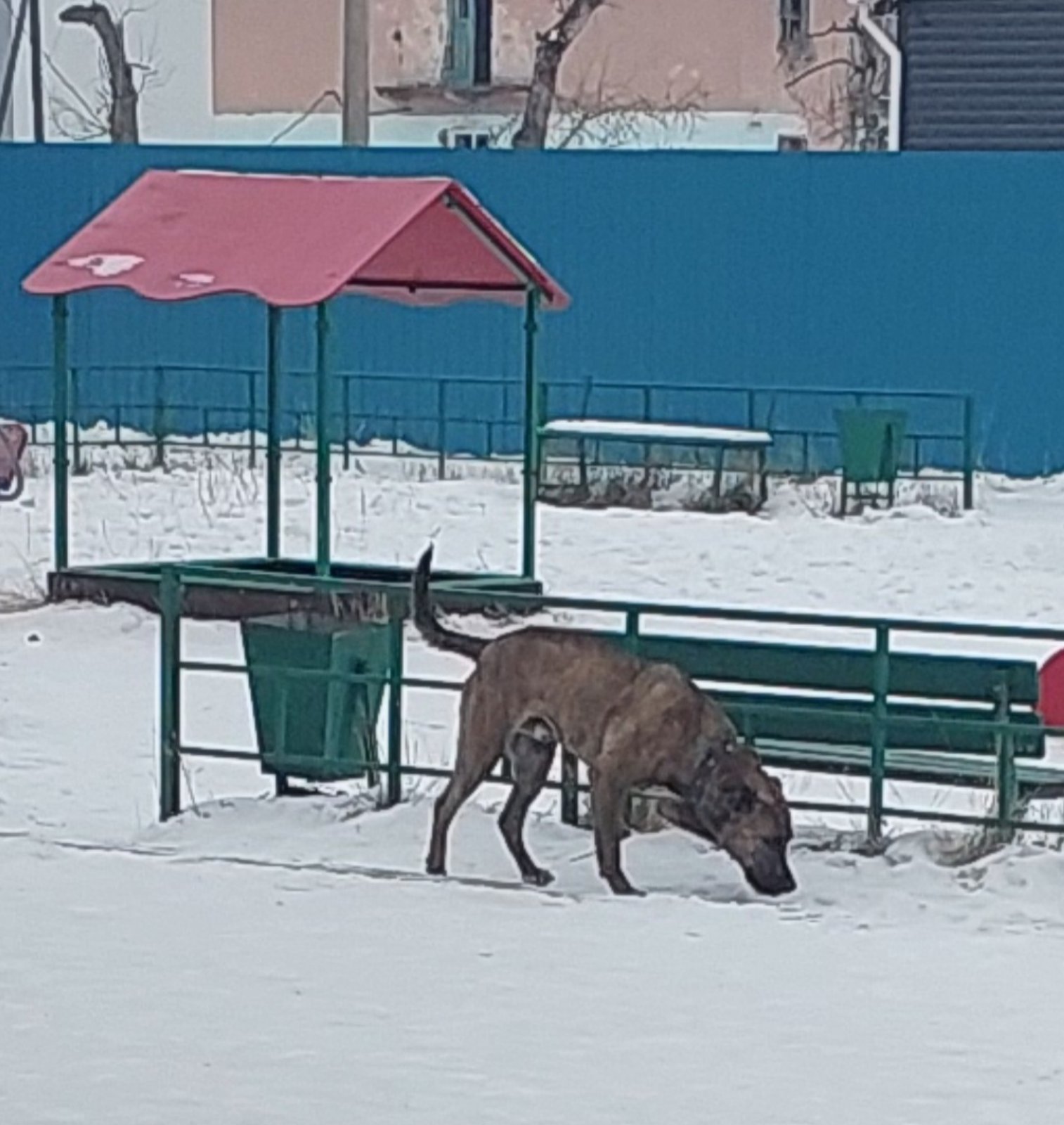 Фото В районе Бурятии ищут владельца собаки-каннибала