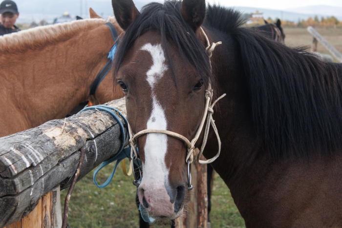 Фото На каждой дистанции конных скачек в Улан-Удэ призом будет мотоцикл и деньги