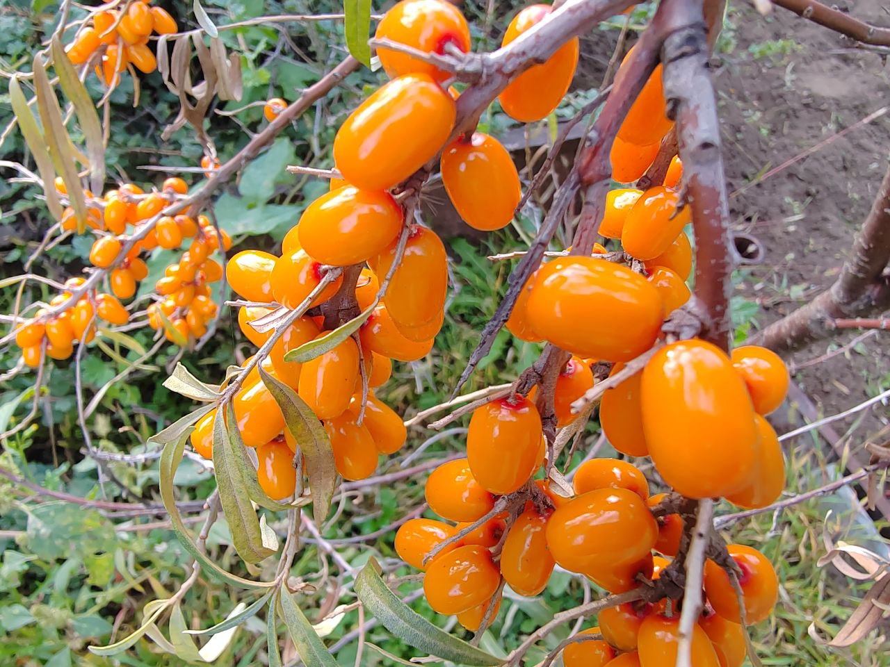 Фото Роспотребнадзор посоветовал жителям Бурятии придерживаться осеннего рациона