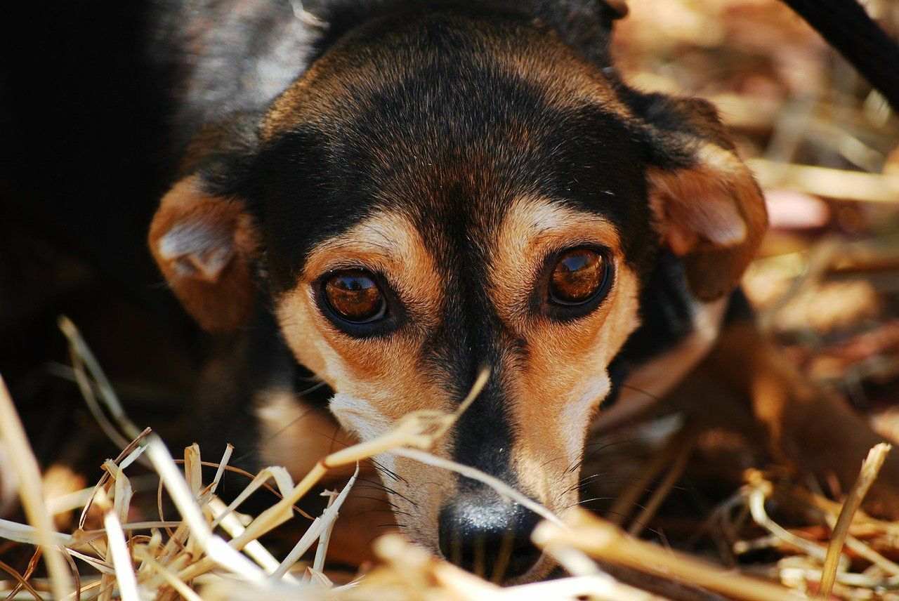 Фото Владелец приюта: «В Бурятии низкий спрос на собак»