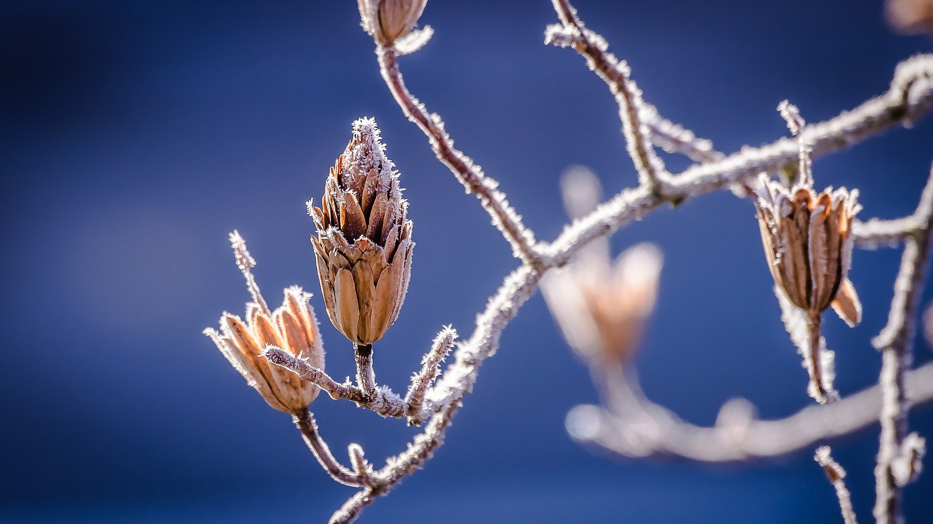 Фото Цвет настроения синий: Сеянцы сосны готовы к зиме в Бурятии