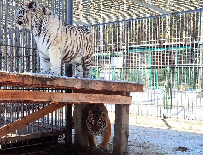 Фото В Бурятии работники Этномузея решили соединить двух тигров