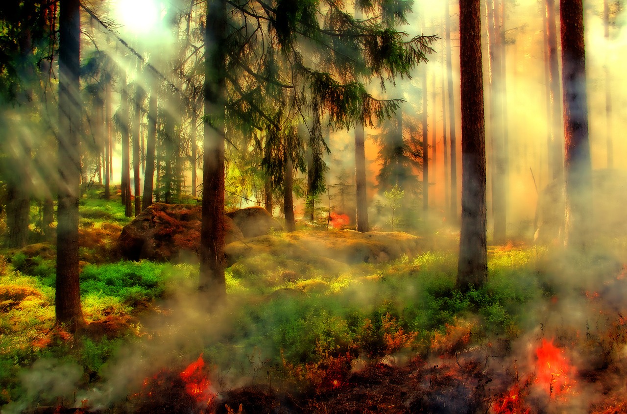 Фото В Бурятии потушили лесной пожар