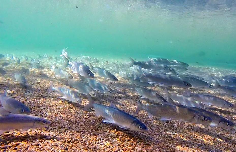 Фото С 2023 года на Байкале разрешат летний вылов рыбы на удочку