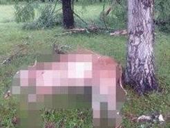 Фото От удара молнии в районе Бурятии погибли коровы