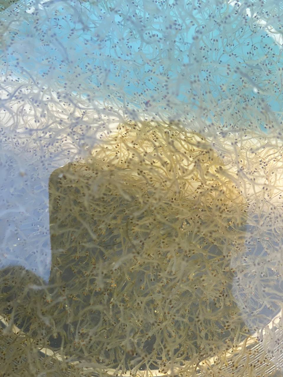 Фото На берегу Большой речки в Бурятии выпустили личинок омуля в большое плавание