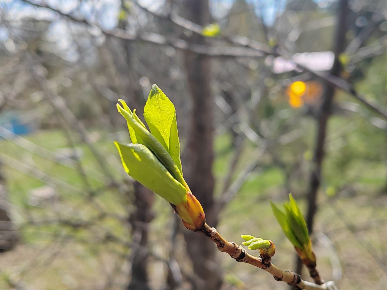 Фото Одиноких пенсионеров в Заиграевском районе Бурятии обеспечили дровами 