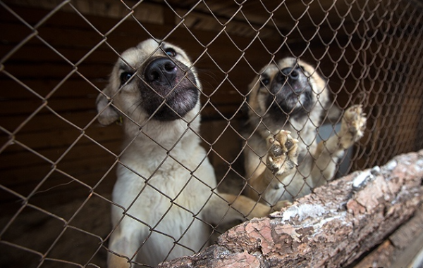 Фото Волонтеры и жители Улан-Удэ восстанавливают приют «Кот и пёс»