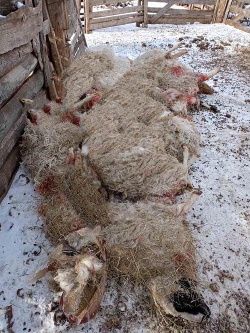 Фото В Селенгинском районе Бурятии собаки загрызли стадо овец