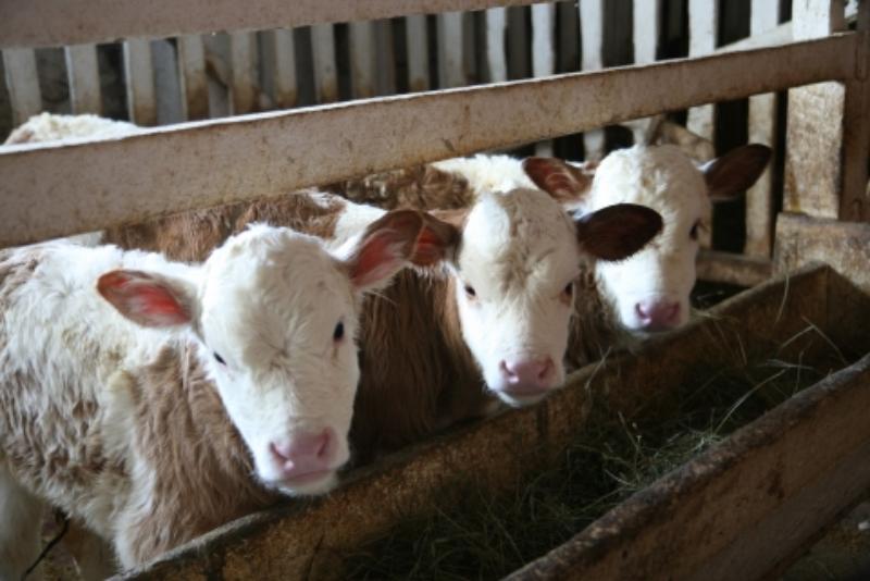 Фото В Бурятии получено 80% приплода скота