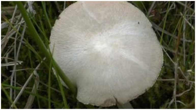 Фото В России открыли уникальный вид грибов