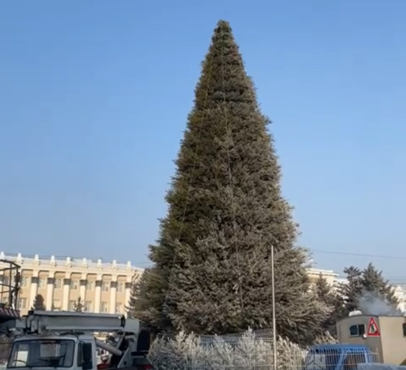 Высокие елки. Выбор по видео живых высоких новогодних елок