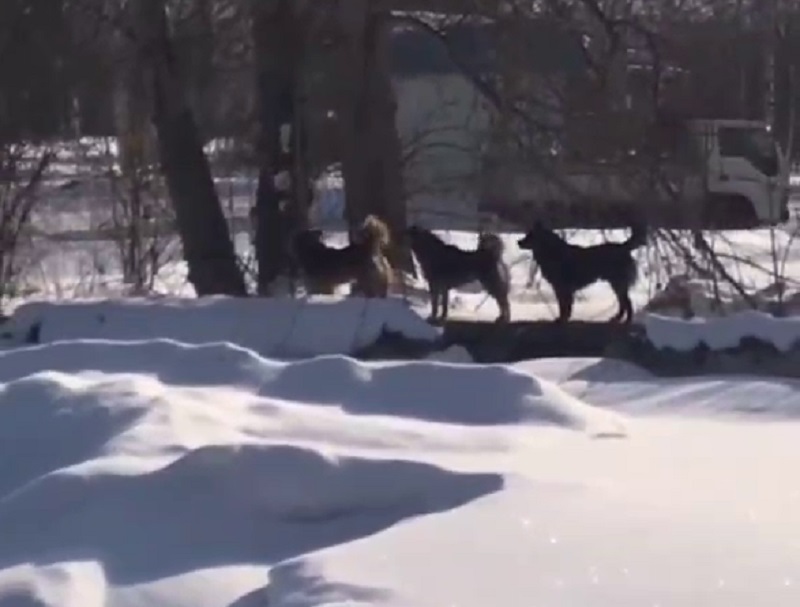 Фото В Бурятии жители поселка Селенгинск жалуются на стаю собак