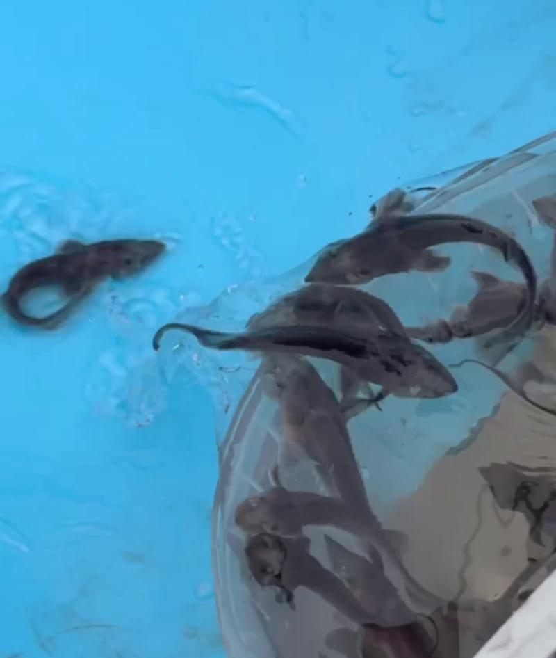 Фото В Бурятии в Байкал выпустили 75 тысяч мальков краснокнижного осетра