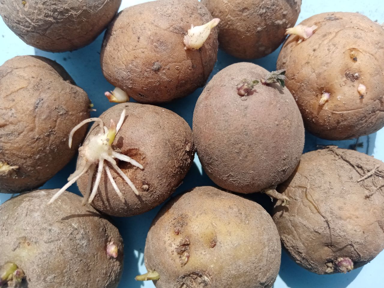 Фото Объем продукции АПК в Бурятии вырос на 2,6 млрд рублей 