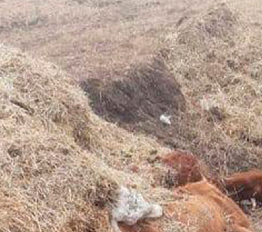 Фото В Бурятии ветеринары установили владельца мертвых коров