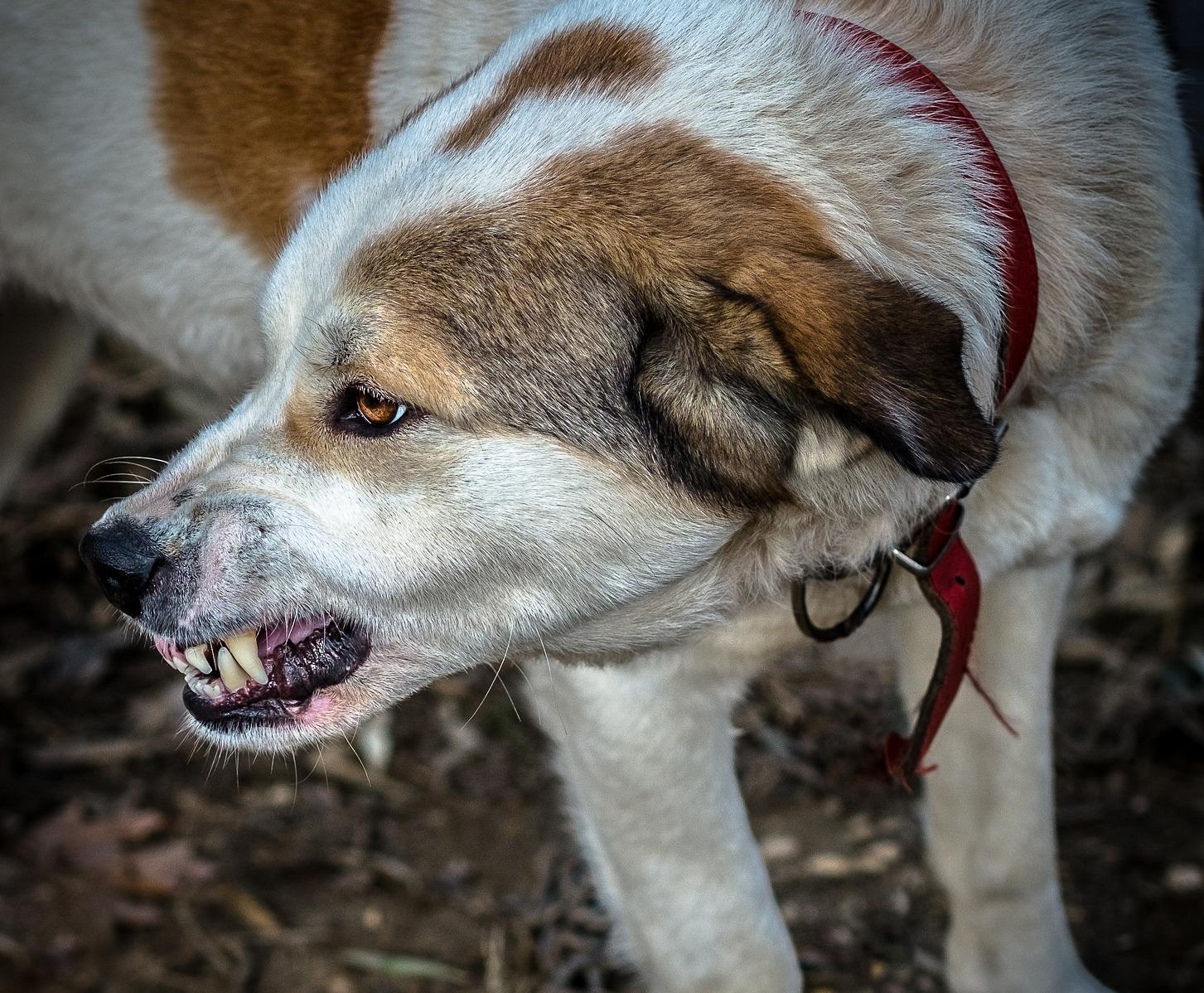 Фото В Бурятии выяснили обстоятельства, при которых собаки загрызли 79-летнюю бабушку 