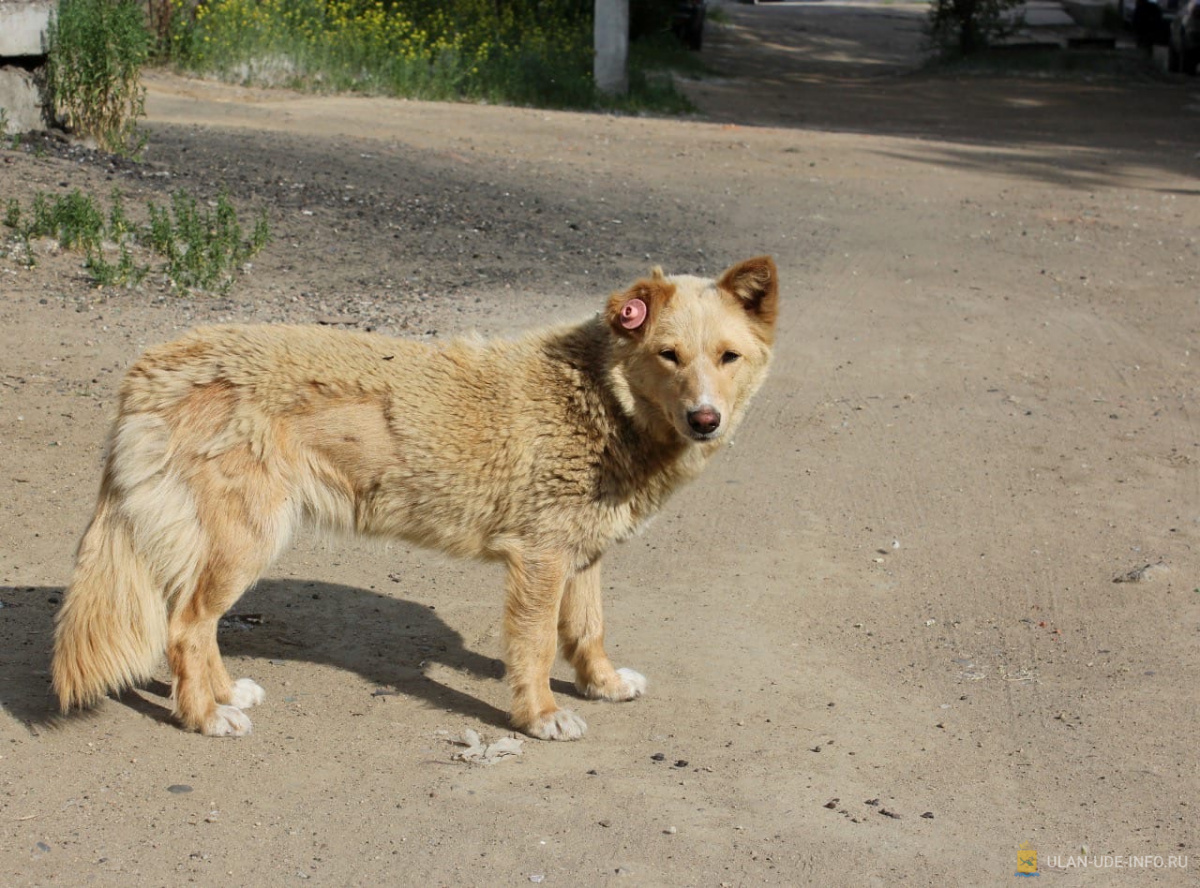 Фото Жители Улан-Удэ смогут подзаработать на снимках собак
