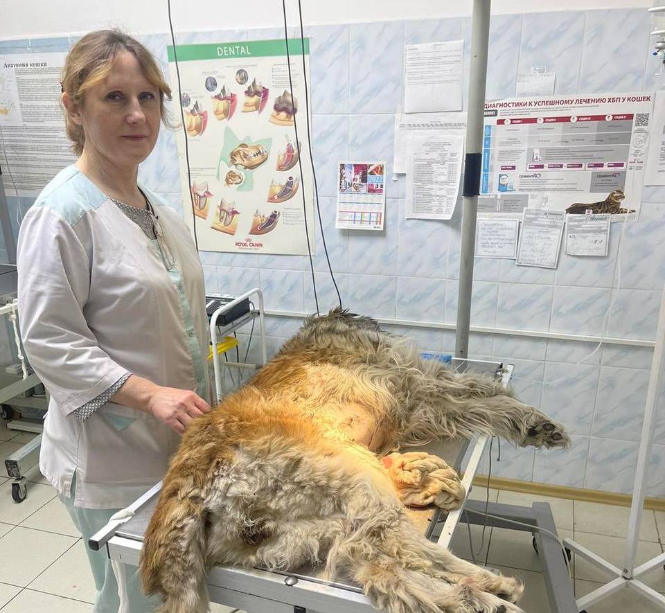 Фото В Бурятии за четыре месяца бесплатно стерилизовали 381 собаку