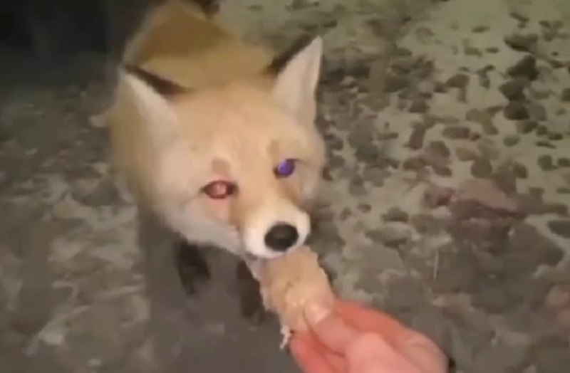 Фото Как домашняя собачка: в Бурятии лисицы едят из рук человека