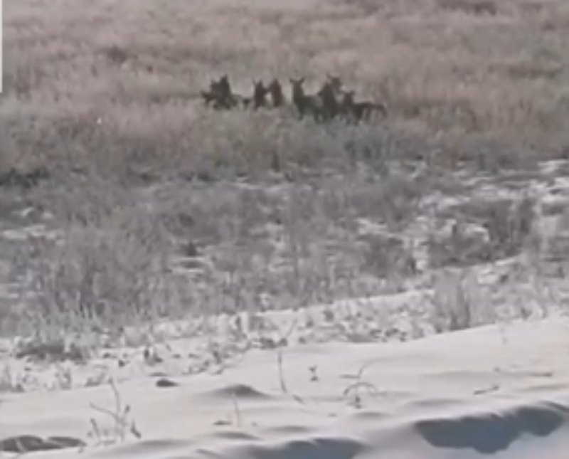 Фото На оживленную трассу в Бурятии вышли самки изюбров (ВИДЕО)