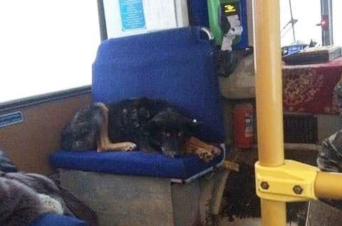 Фото В Якутии водитель спасает от холода собак в салоне своего автобуса (ФОТО)