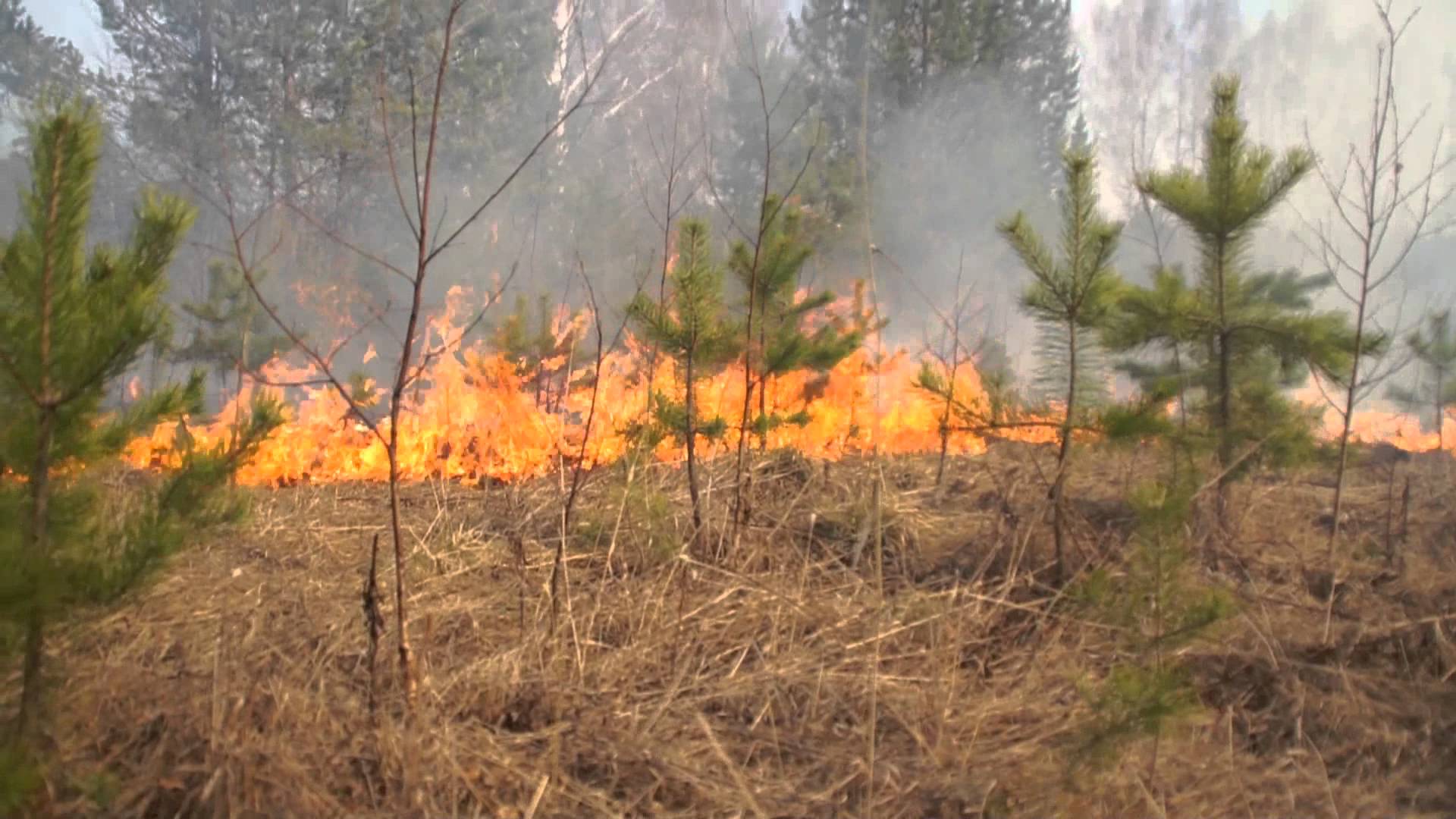 Фото В Бурятии виновницу лесного пожара привлекли к уголовной ответственности