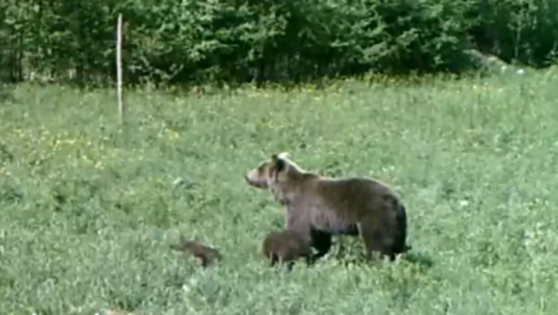 Фото По Кабанскому району Бурятии бродит медведица с медвежатами