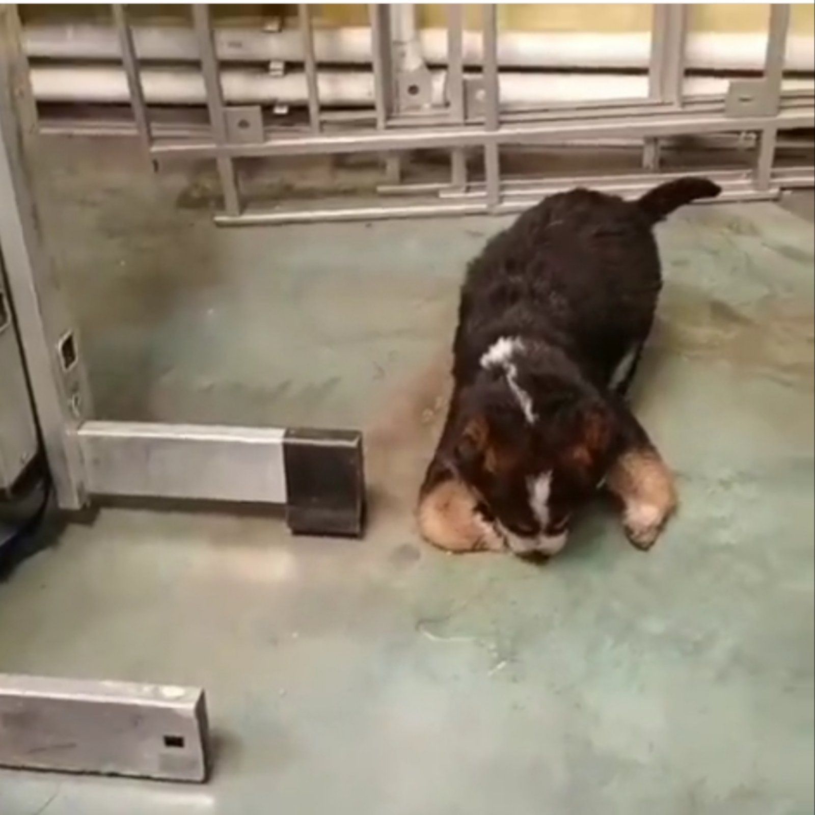 Фото В Бурятии пытаются спасти щенка с больными лапками (ВИДЕО, 18+) 