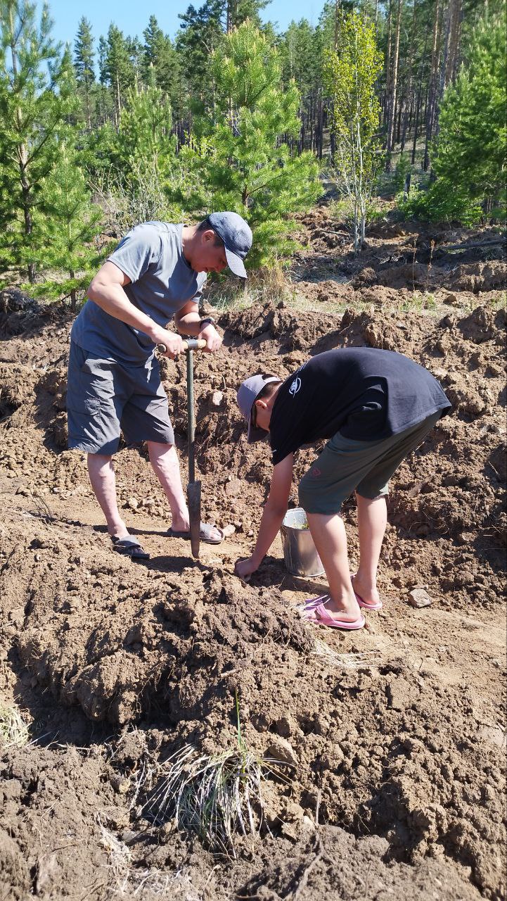 Фото Волонтёры высадили две тысячи молодых сосёнок в пригороде Улан-Удэ