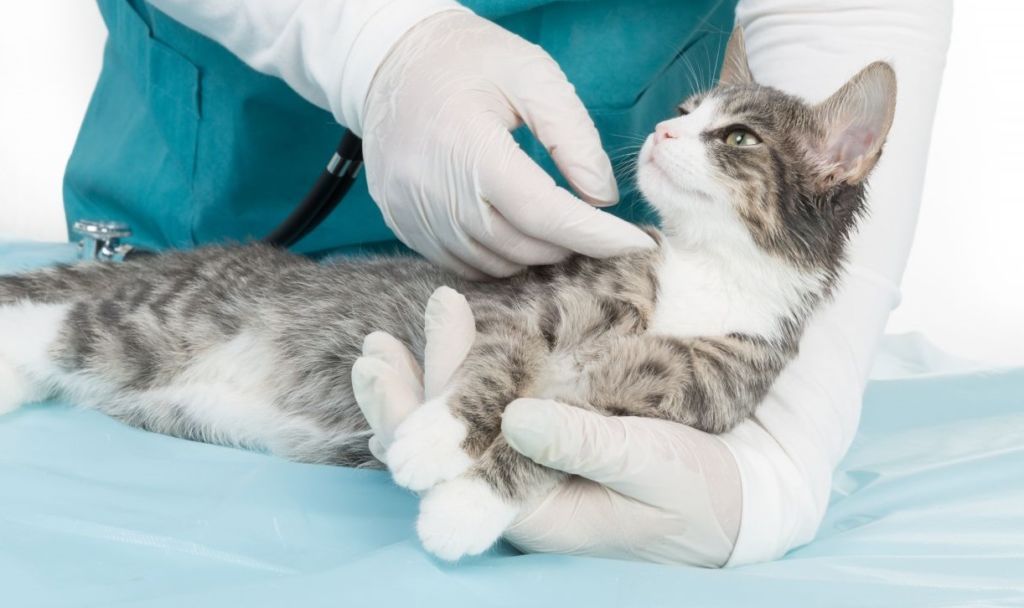 Фото На кошках будут тестировать вакцину от COVID-19