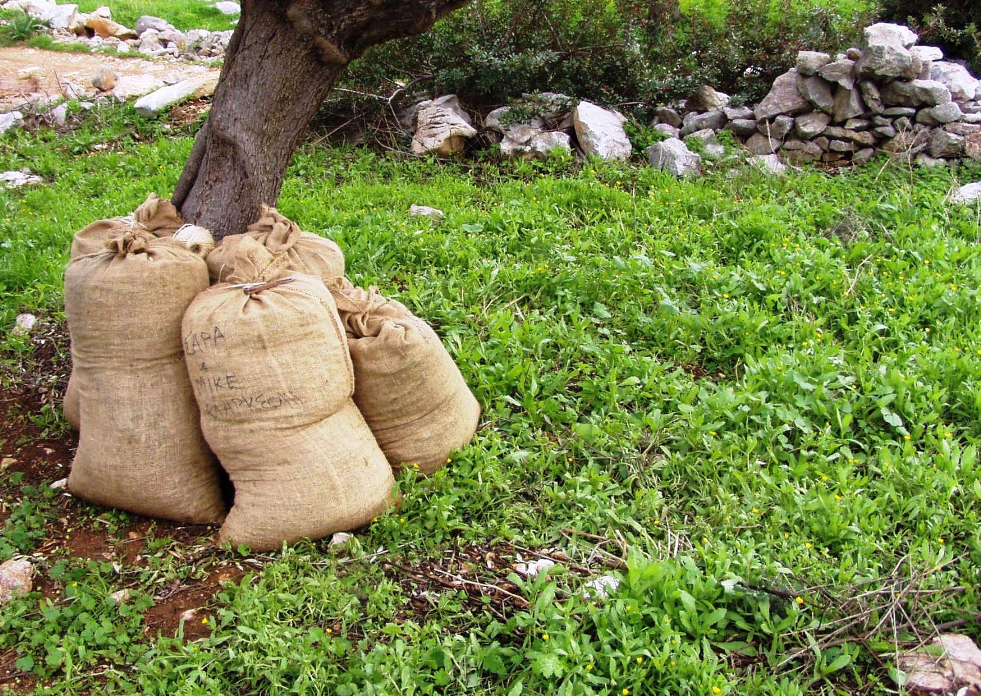 Фото У жителя Бурятии нашли два мешка конопли