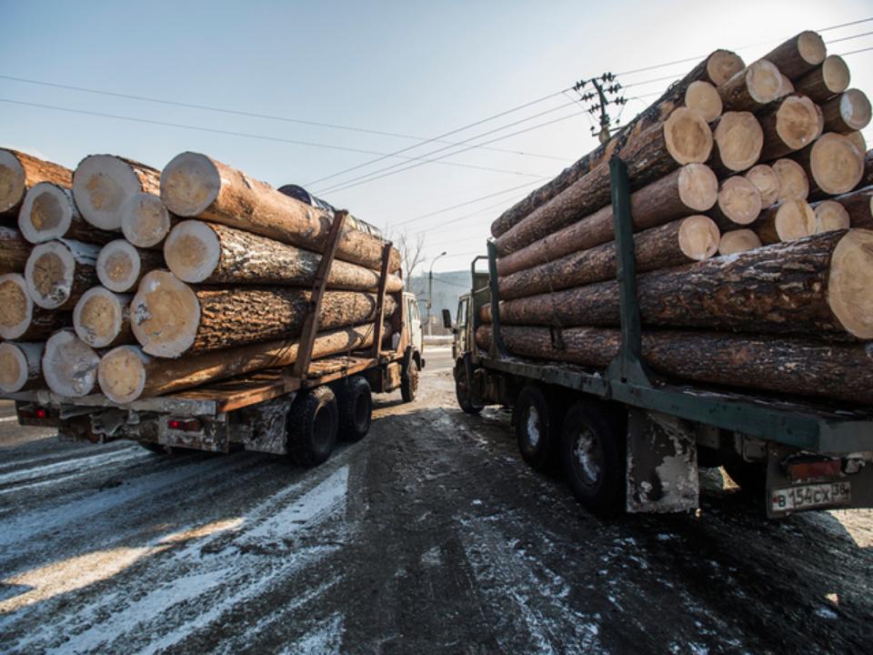 Фото Россия может полностью запретить экспорт леса в Китай