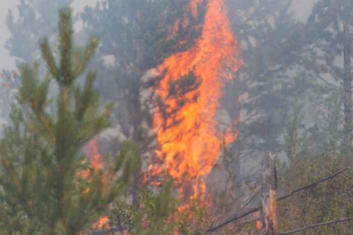 Фото В двух районах Бурятии горели леса
