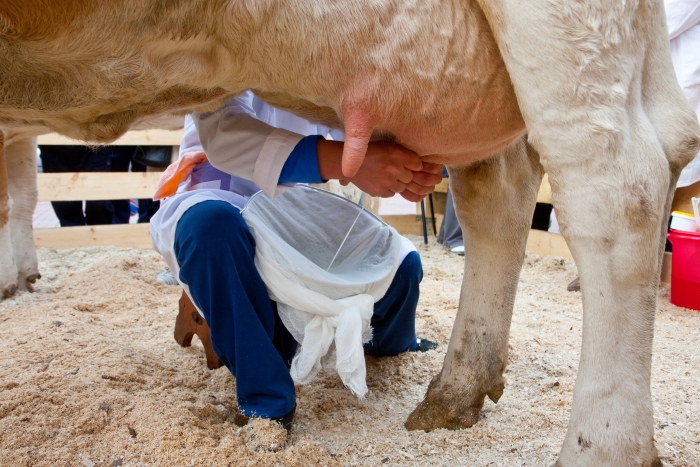 Фото Объемы производства молока в Бурятии увеличились в 2,2 раза