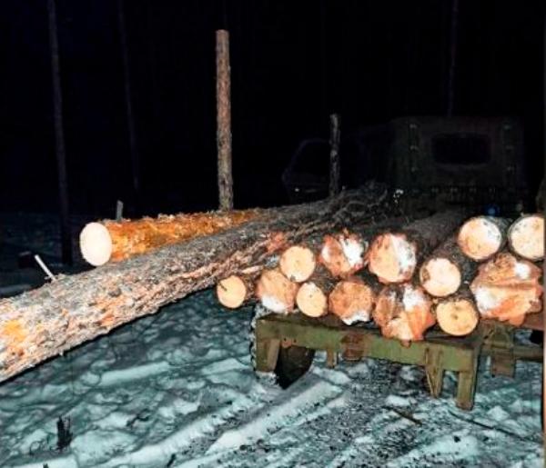 Фото В Бурятии продолжают незаконно рубить лес (ФОТО)