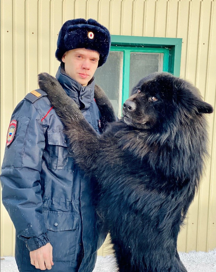 Фото  Бурят-монгольский волкодав по кличке Хан живет в семье полицейского