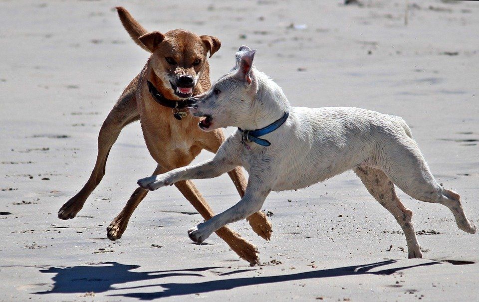 Фото В Бурятии собаки держат в страхе жителей Кяхты