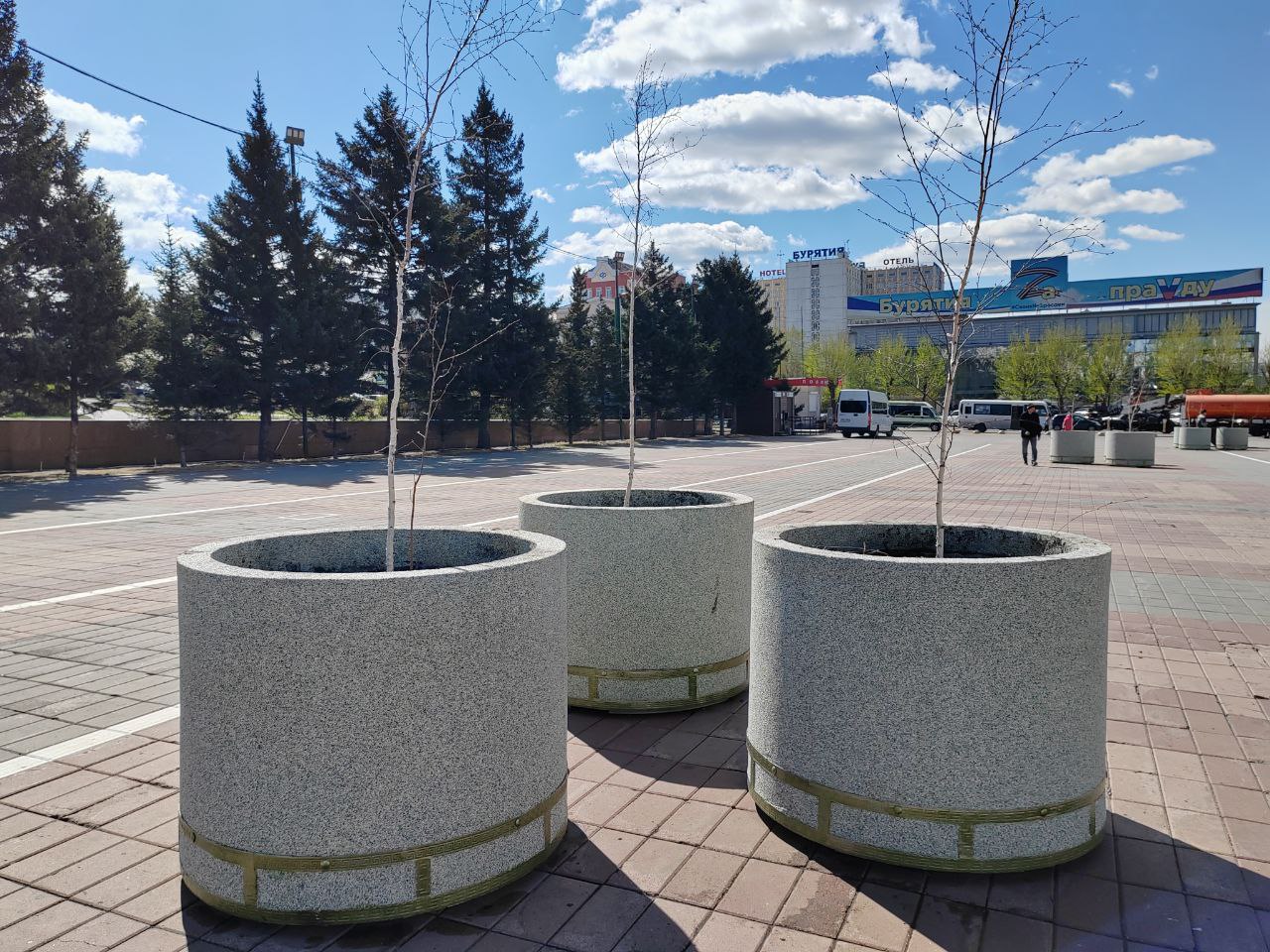 Фото Березовая «роща» в центре Улан-Удэ вызвала много вопросов у горожан