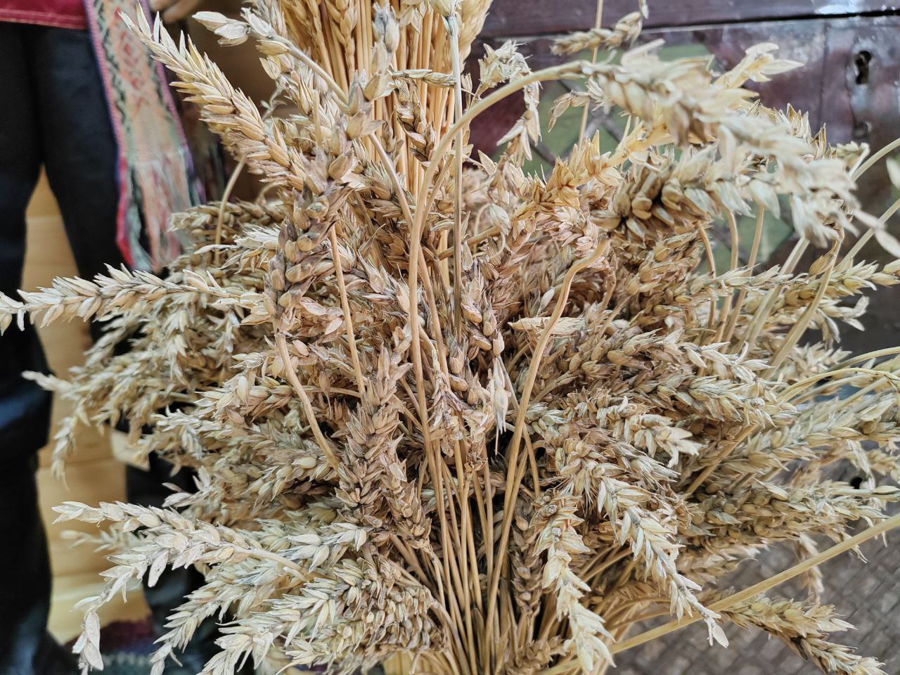 Фото Бурятия закупит семена овса в соседних регионах  