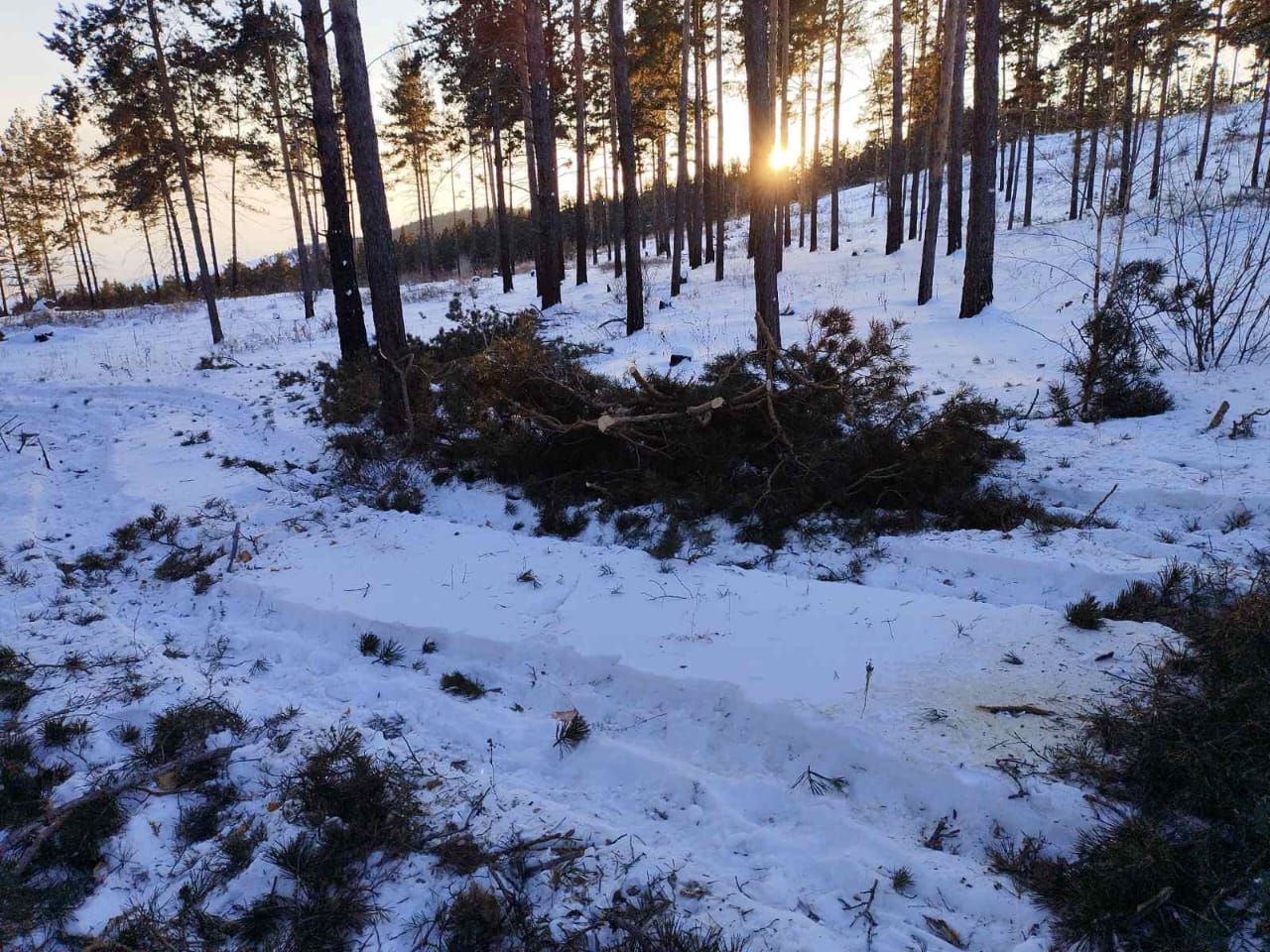 В Бурятии «чёрный» лесоруб напилил сосны на 150 тысяч рублей | 17.01.2023 |  Новости Улан-Удэ - БезФормата