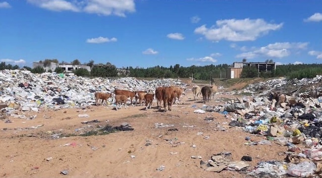 Фото В Хоринском районе Бурятии коровы пасутся на свалке